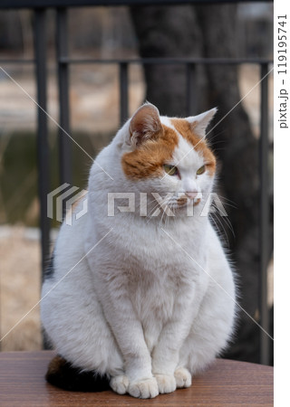 Chubby cat sitting on the table, Seoul Forest in South Korea 119195741