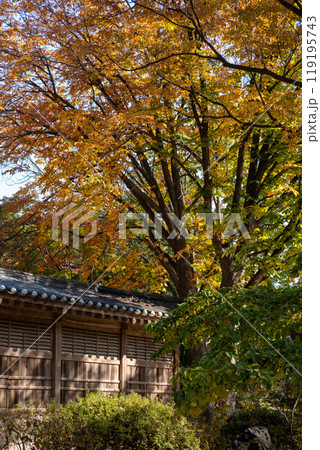 Korean Traditional Building in Secret Garden or Huwon of Changdeokgung Palace with beautiful autumn foliage. It was used as a place of leisure by members of the royal family Korean Traditional Building in Secret Garden or Huwon of Changdeokgung Palace with beautiful autumn foliage. It was used as a place of leisure by members of the royal family 119195743