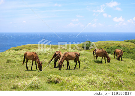 与那国島・東崎牧場の与那国馬 119195837