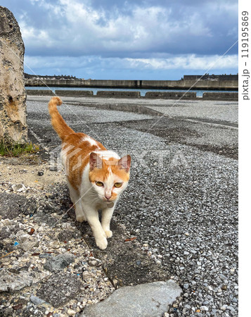 与那国島・祖納地区の猫 119195869