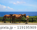 与那国島　南牧場　与那国馬　2024年 119195909