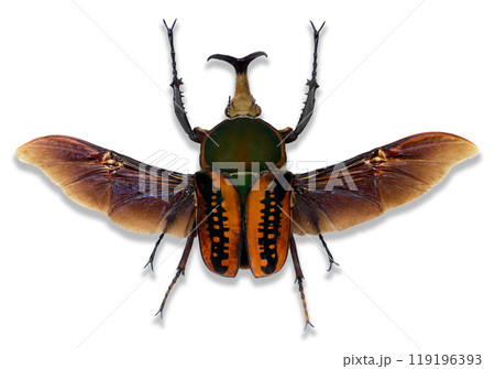 Green orange flower beetle Mecynorhina harrisi displaying its striking wings on transparent background, showcasing vibrant colors and intricate patterns, collection beetles. Green orange flower beetle Mecynorhina harrisi displaying its striking wings on transparent background, showcasing vibrant colors and intricate patterns, collection beetles. 119196393