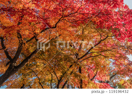黄葉と紅葉が入り混じったカラフルな木の下 119196432