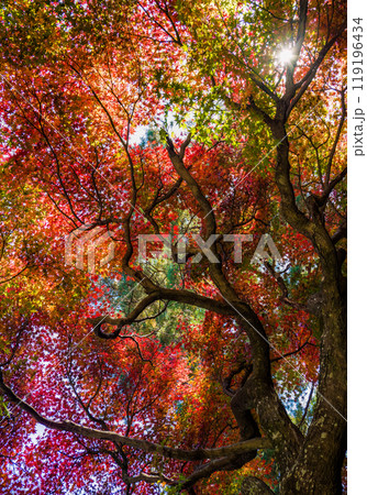 緑から黄やオレンジ色を交えた見事な紅葉 緑から黄やオレンジ色を交えた見事な紅葉 119196434