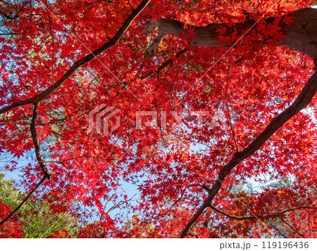 青空が垣間見える紅葉の下 青空が垣間見える紅葉の下 119196436