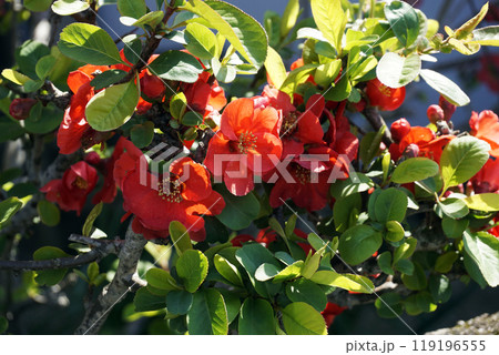 春3月満開の赤いボケの花 119196555