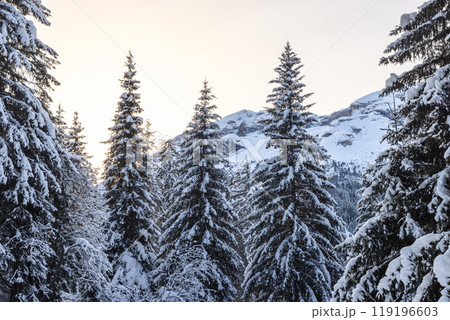 Sun setting behind snow covered evergreens in Alps Sun setting behind snow covered evergreens in Alps 119196603