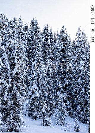 Tall fir trees stand thickly blanketed by fresh snow in a quiet serene winter forest Tall fir trees stand thickly blanketed by fresh snow in a quiet serene winter forest 119196607