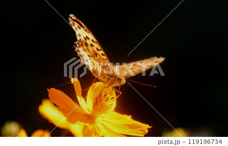 黄花コスモスの蜜を吸うオレンジ色のヒョウモンチョウ 黄花コスモスの蜜を吸うオレンジ色のヒョウモンチョウ 119196734