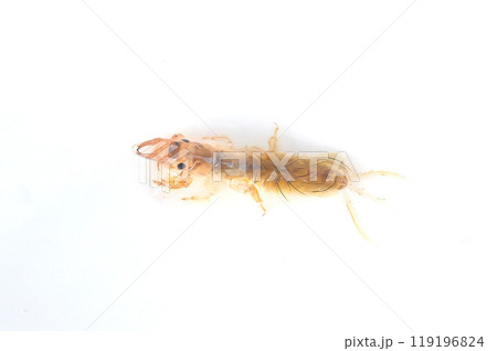 白バックで撮った羽化に近い時期のオオシロカゲロウ 119196824