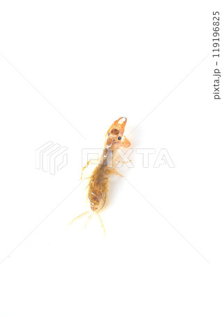 白バックで撮った羽化に近い時期のオオシロカゲロウ 119196825