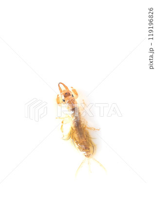 白バックで撮った羽化に近い時期のオオシロカゲロウ 119196826