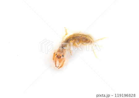白バックで撮った羽化に近い時期のオオシロカゲロウ 白バックで撮った羽化に近い時期のオオシロカゲロウ 119196828