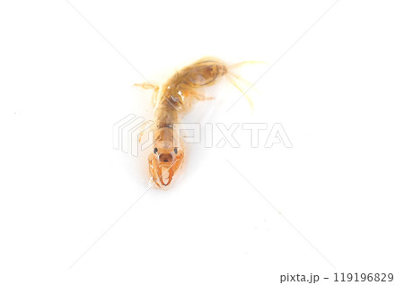 白バックで撮った羽化に近い時期のオオシロカゲロウ 白バックで撮った羽化に近い時期のオオシロカゲロウ 119196829