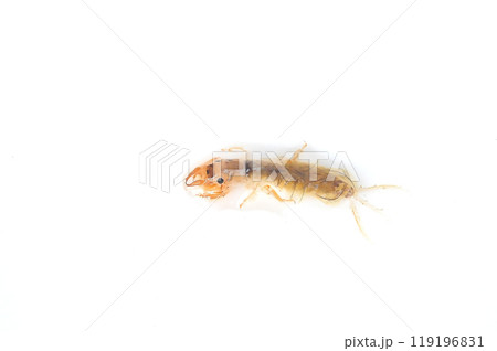 白バックで撮った羽化に近い時期のオオシロカゲロウ 119196831
