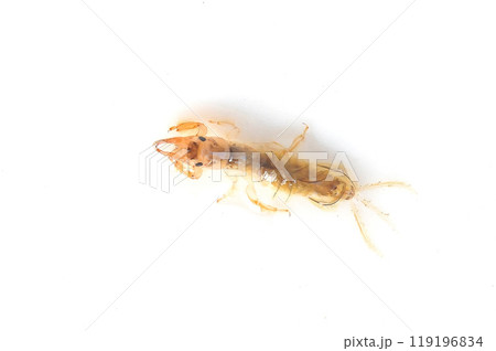 白バックで撮った羽化に近い時期のオオシロカゲロウ 119196834