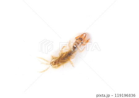 白バックで撮った羽化に近い時期のオオシロカゲロウ 白バックで撮った羽化に近い時期のオオシロカゲロウ 119196836
