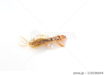 白バックで撮った羽化に近い時期のオオシロカゲロウ 119196844