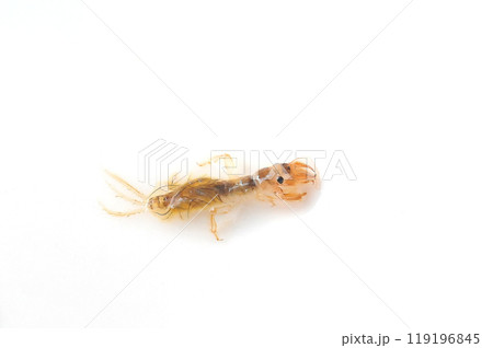 白バックで撮った羽化に近い時期のオオシロカゲロウ 119196845