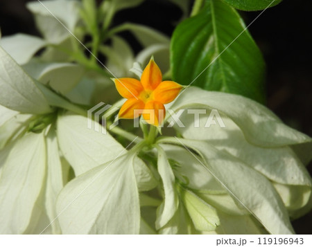 アカネ科コンロンカ属の常緑つる性木本「コンロンカ」の花 アカネ科コンロンカ属の常緑つる性木本「コンロンカ」の花 119196943