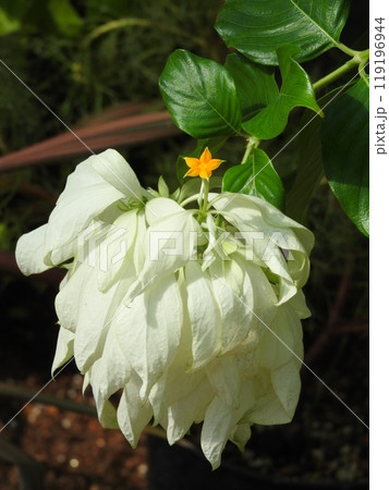 アカネ科コンロンカ属の常緑つる性木本「コンロンカ」の花 119196944