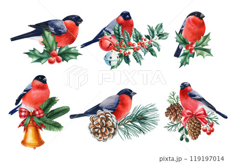 Bullfinch bird sitting on green branch, winter cute bird set on white background watercolor illustration for design 119197014