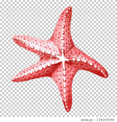 Hand drawn starfish. Isolated watercolor realistic sea creature illustration for fish restaurant design, menu, textile, posters Hand drawn starfish. Isolated watercolor realistic sea creature illustration for fish restaurant design, menu, textile, posters 119197049