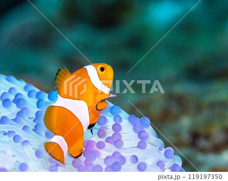 イソギンチャクとクマノミ イソギンチャクとクマノミ 119197350