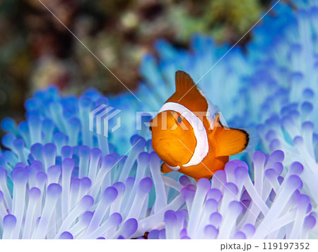 イソギンチャクとクマノミ イソギンチャクとクマノミ 119197352