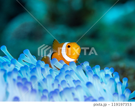 イソギンチャクとクマノミ 119197353