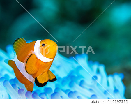 イソギンチャクとクマノミ イソギンチャクとクマノミ 119197355