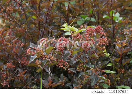 アメリカテマリシモツケ 119197624