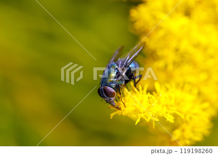 メタリックブルーが美しいキンバエ属のハエが黄花セイタカアワダチソウから吸蜜（屋外自然光マクロ接写） 119198260