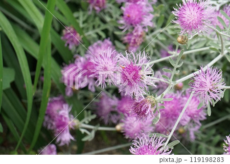 ピンクダスティミラー ピンクダスティミラー 119198283