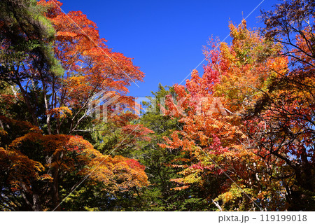 中山道追分宿の紅葉 119199018