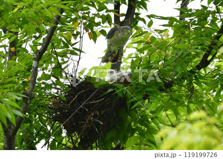 純白のヒナが目立つ、身近な公園で出会える日本で最も小さなタカ、公園のハンターのツミ 119199726