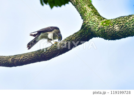 純白のヒナが目立つ、身近な公園で出会える日本で最も小さなタカ、公園のハンターのツミ 純白のヒナが目立つ、身近な公園で出会える日本で最も小さなタカ、公園のハンターのツミ 119199728