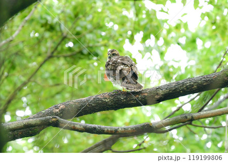 公園や雑木林で見られるかっこいい身近なハンターのツミやその巣立ちびな 119199806