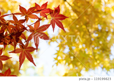 黄色く色づいた葉をバックにしたイロハモミジの紅葉 119199823