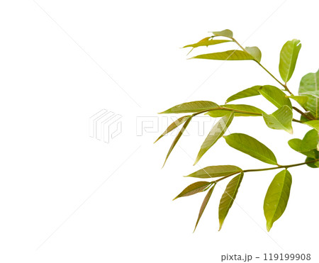 Cut out of young Lagerstroemia speciosa or Queens flower leaves on a white background with clipping paths. The detailed structure emphasizing the leaves natural beauty and form. Cut out of young Lagerstroemia speciosa or Queens flower leaves on a white background with clipping paths. The detailed structure emphasizing the leaves natural beauty and form. 119199908