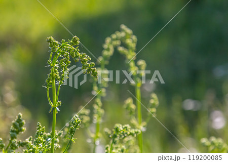 Beautiful blooming white bedstraw in June, galium album 119200085