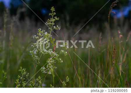 Beautiful blooming white bedstraw in June, galium album 119200095