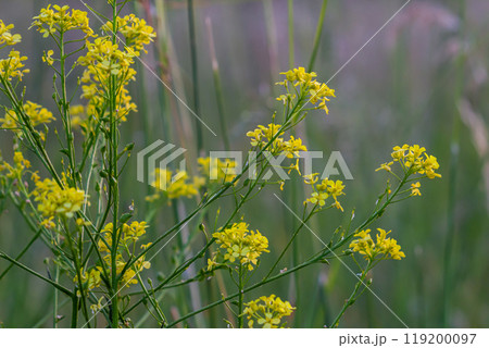 Turkish rocket flowers - Latin name - Bunias orientalis Turkish rocket flowers - Latin name - Bunias orientalis 119200097