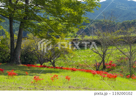 奈良 飛鳥資料館の庭園に群生している彼岸花 奈良 飛鳥資料館の庭園に群生している彼岸花 119200102