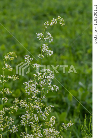 Beautiful blooming white bedstraw in June, galium album Beautiful blooming white bedstraw in June, galium album 119200111