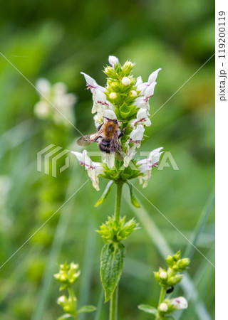Flower stalk of the woundwort Stachys sp. in May 119200119