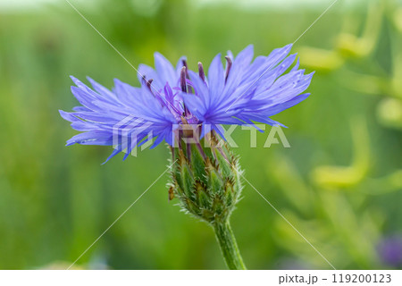 Centaurea cyanus is the common cornflower in our fields Centaurea cyanus is the common cornflower in our fields 119200123