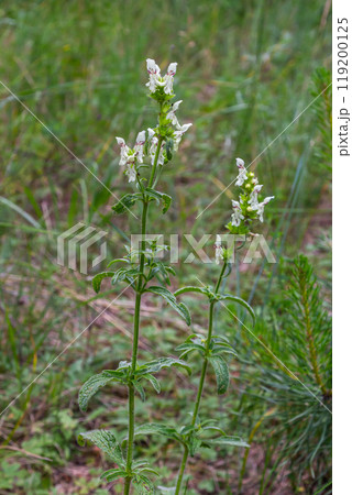 Flower stalk of the woundwort Stachys sp. in May 119200125