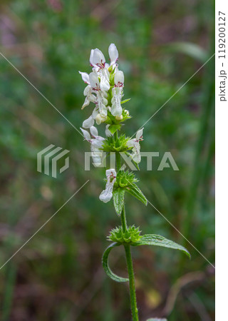 Flower stalk of the woundwort Stachys sp. in May 119200127