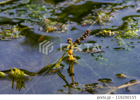 Ceratophyllum demersum aquatic plant in a stream Ceratophyllum demersum aquatic plant in a stream 119200155